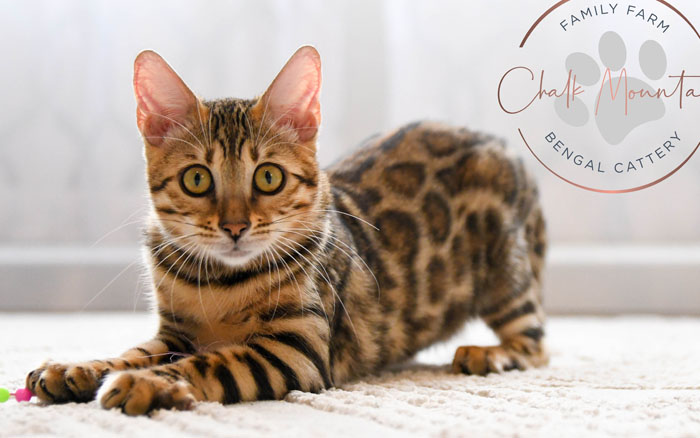 bengal kitten for sale
